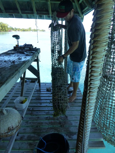 Hugo empties an oyster net at Havaiki Resort Fakarava June 2015